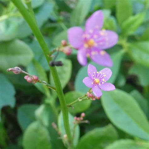 三時花|【植物図鑑】ハゼランの特徴や育て方・花言葉を紹介！栄養たっ。